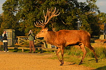Red deer (Cervus elaphus) stag with two people taking photographs, Bushy Park, London, UK, October