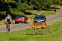 Red deer (Cervus elaphus) about to cross busy road, Richmond Park, London, UK, September