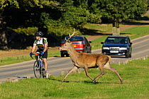 Red deer (Cervus elaphus) about to cross busy road, Richmond Park, London, UK, September. Did you know? Richmond Park is famous for its red deer, but it also has a thriving population of fallow deer.