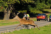 Red deer (Cervus elaphus) crossing busy road, Richmond Park, London, UK, September