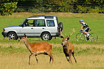Red deer (Cervus elaphus) stag chasing hind, rutting season, Richmond Park, London, UK, September
