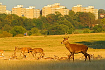 Red deer (Cervus elaphus) in Richmond Park with Roehampton Flats in background, London, UK, September