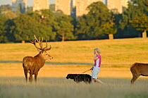 Red deer (Cervus elaphus) stag by woman walking dog and talking on phone, Roehampton Flats in background, Richmond Park, London, UK, September