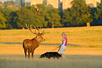 Red deer (Cervus elaphus) stage with woman walking dog and talking on phone, Roehampton Flats in background, Richmond Park, London, UK, September