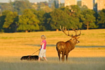 Red deer (Cervus elaphus) and woman walking dog and talking on phone, Roehampton Flats in background, Richmond Park, London, UK, September. Did you know? Richmond Park was set up by King Charles I as...