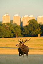Red deer (Cervus elaphus) stag bellowing, rutting season, Roehampton Flats in background, Richmond Park, London, UK, September