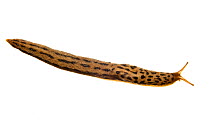 Great grey slug or Tiger slug (Limax maximus), Scotland, UK, August meetyourneighbours.net project