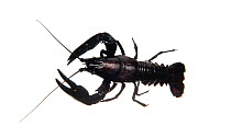 Signal crayfish (Pacifastacus lenisculus), an introduced species, Scotland, UK, August meetyourneighbours.net project