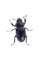 Female Stag beetle (Lucan cervus), England, UK, June meetyourneighbours.net project
