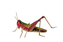 Meadow grasshopper (Chorthippus parallelus), Scotland, UK, August meetyourneighbours.net project