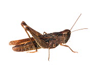 Slantfaced grasshopper (Chorthippus sp.), August