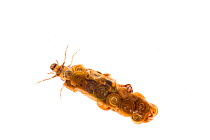 Caddis fly (Limnephilus sp.) larvae with case constructed from snail shells, May meetyourneighbours.net project