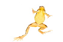 Common frog (Rana temporaria), underwater, Scotland, UK, March meetyourneighbours.net project