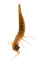 Great diving beetle (Dytiscus marginalis) larva, with prey, Scotland, UK, June meetyourneighbours.net project