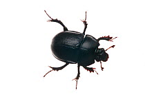 Dor beetle / Earth-boring dung beetle (Geotrupidae sp.), Scotland, UK, May meetyourneighbours.net project
