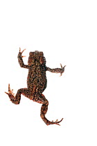 Juvenile Common toad (Bufo bufo), Scotland, UK, July meetyourneighbours.net project