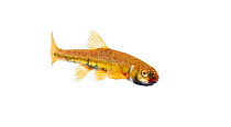Male Common minnow (Phoxinus phoxinus) in breeding condition, Scotland, UK, May meetyourneighbours.net project