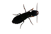 Devil's coach-horse beetle (Ocypus olens), Scotland, UK, August meetyourneighbours.net project
