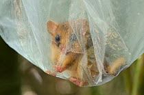 Hazel dormouse (Muscardinus avellanarius), Kent, UK. Members of Kent Mammal Group conduct monthly dormouse survey. Dormice being held in plastic bags during processing, September 2011, Model released.