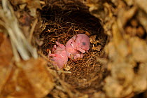 Hazel dormouse (Muscardinus avellanarius), Kent, UK. Members of Kent Mammal Group conduct monthly dormouse survey. Litter of very young babies in nest, less than one day, September