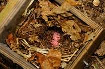 Hazel dormouse (Muscardinus avellanarius), Kent, UK. Members of Kent Mammal Group conduct monthly dormouse survey. Litter of very young babies in nest box, less than one day, September