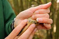 Hazel dormouse (Muscardinus avellanarius), Kent, UK. Members of Kent Mammal Group conduct monthly dormouse survey. Hazel Ryan sexing a male dormouse, September 2011, Model released.