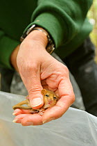 Hazel dormouse (Muscardinus avellanarius), Kent, UK. Members of Kent Mammal Group conduct monthly dormouse survey, September 2011, Model released.