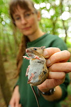 Hazel Ryan, member of the Kent Mammal Group with a Yellow-necked mouse (Apodemus flavicollis) found in Hazel dormouse nestbox, September 2011, Kent, UK, Model released.