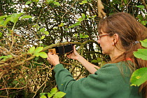 Hazel dormouse (Muscardinus avellanarius), Kent, UK. Members of Kent Mammal Group conduct monthly dormouse survey in coppiced woodland. Hazel Ryan checking nest tube which has been used to store food...