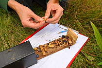 Hazel dormouse (Muscardinus avellanarius), Kent, UK. Members of Kent Mammal Group conduct monthly dormouse survey. Hazel Ryan checking nest tube which has ben used to store food by various species inc...