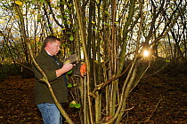 Hazel dormouse (Muscardinus avellanarius), Kent, UK. Members of Kent Mammal Group conduct monthly dormouse surveyin coppiced woodland, Brett Lewis and Katherine Leggat conduct the last survey of the s...