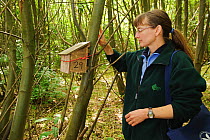 Hazel dormouse (Muscardinus avellanarius), Kent, UK. Members of Kent Mammal Group conduct monthly survey. Hazel Ryan checks dormouse nest box in coppiced woodland, June 2011. Model released.