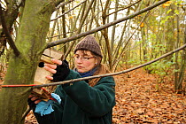 Hazel dormouse (Muscardinus avellanarius), Kent, UK. Members of Kent Mammal Group conduct monthly dormouse survey, Hazel Ryan checks dormouse nest box in coppiced woodland, November 2011. Model releas...