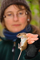 Yellow-necked mouse (Apodemus flavicollis) found in nestbox of Hazel dormouse (Muscardinus avellanarius), Kent, UK. Members of Kent Mammal Group conduct monthly dormouse survey, Hazel Ryan checks dorm...