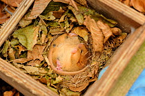 Hazel dormouse (Muscardinus avellanarius), Kent, UK. Members of Kent Mammal Group conduct monthly dormouse survey, torpid dormouse hibernating in nest box in coppiced woodland, November 2011