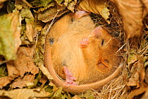 Hazel dormouse (Muscardinus avellanarius), Kent, UK. Members of Kent Mammal Group conduct monthly dormouse survey, torpid dormouse hibernating in nest box in coppiced woodland, November 2011. Did you...
