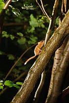 Hazel dormouse (Muscardinus avellanarius) running up branch of coppiced hazel tree, Kent, UK. Photographed in wild under licence with remote camera (camera trap), September