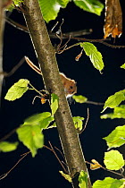 Hazel dormouse (Muscardinus avellanarius) in coppiced hazel tree, Kent, UK. Photographed in wild under licence with remote camera (camera trap), September