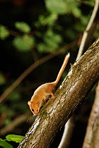 Hazel dormouse (Muscardinus avellanarius) in coppiced hazel tree, Kent, UK. Photographed in wild under licence with remote camera (camera trap), September