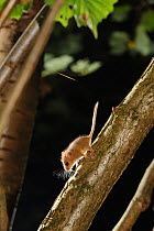 Young Hazel dormouse (Muscardinus avellanarius) recently emerged from nest, Hazel running down branch in coppiced hazel tree, Kent, UK. Photographed in wild under licence with remote camera (camera tr...