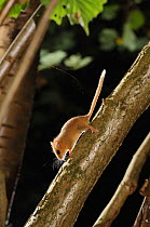 Hazel dormouse (Muscardinus avellanarius) running down branch in coppiced hazel tree, Kent, UK. Photographed in wild under licence with remote camera (camera trap), September