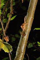 Hazel dormouse (Muscardinus avellanarius) on branch  in coppiced hazel tree, Kent, UK. Photographed in wild under licence with remote camera (camera trap), September