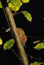 Hazel dormouse (Muscardinus avellanarius) running down branch in coppiced hazel tree, Kent, UK. Photographed in wild under licence with remote camera (camera trap), October