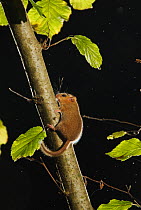 Hazel dormouse (Muscardinus avellanarius) on branch in coppiced hazel tree, Kent, UK. Photographed in wild under licence with remote camera (camera trap), October