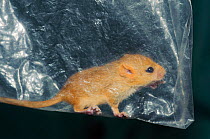 Hazel dormouse (Muscardinus avellanarius), Kent, UK. Members of Kent Mammal Group conduct monthly dormouse survey. Young dormouse in plastic bag for weighing, August 2011, model released.