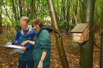 Hazel dormouse (Muscardinus avellanarius), Kent, UK. Members of Kent Mammal Group conduct monthly dormouse survey, John Puckett and Hazel Ryan in coppiced woodland, August 2011. Model released.