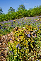 Hazel dormouse (Muscardinus avellanarius),  Chestnut coppice and Bluebells (Hyacinthoides non-scripta). Careful chestnut and hazel coppicing benefits dormice. Kent, UK, April 2011