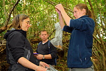 Hazel dormouse (Muscardinus avellanarius), Kent, UK. Members of Kent Mammal Group conduct monthly dormouse survey. Brett Lewis, Katherine Leggat and Lesley Mason weigh dormouse, August 2011, Model rel...