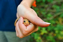 Hazel dormouse (Muscardinus avellanarius), Kent, UK. Members of Kent Mammal Group conduct monthly dormouse survey, August 2011, Model released. Did you know? In a good summer dormice can have two litt...
