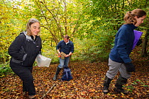 Hazel dormouse (Muscardinus avellanarius), Kent, UK. Members of Kent Mammal Group conduct monthly dormouse survey. Brett Lewis, Katherine Leggat and Lesley Mason check a nest box, October 2011 Model r...